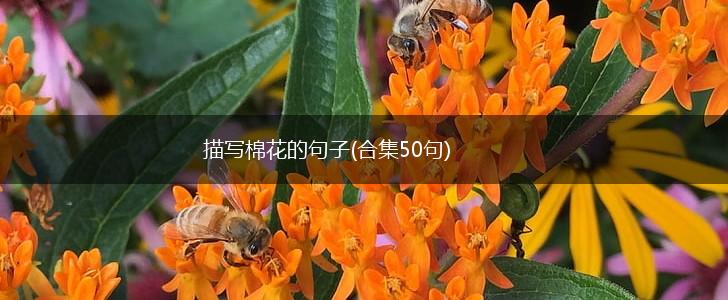 描写棉花的句子(合集50句),第1张