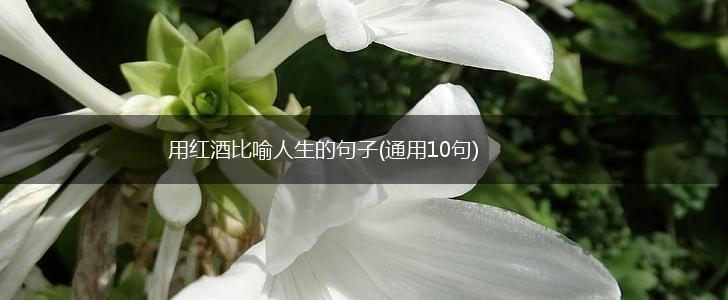 用红酒比喻人生的句子(通用10句),第1张