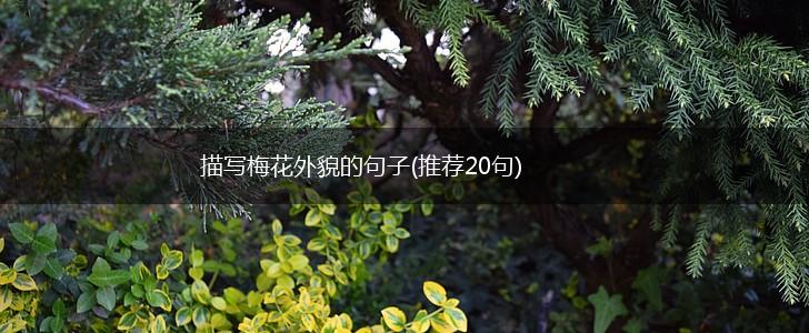 描写梅花外貌的句子(推荐20句),第1张