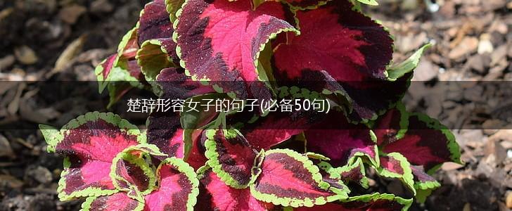 楚辞形容女子的句子(必备50句),第1张