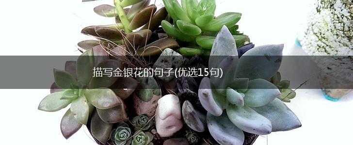 描写金银花的句子(优选15句),第1张