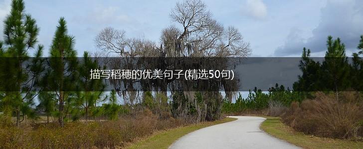 描写稻穗的优美句子(精选50句),第1张