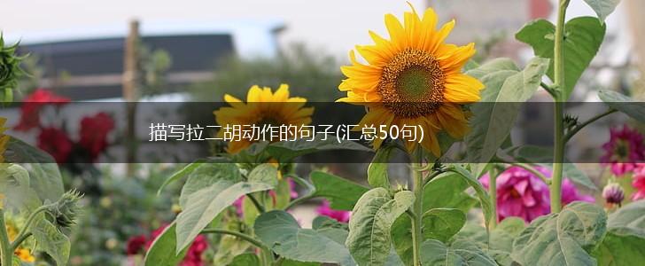 描写拉二胡动作的句子(汇总50句),第1张