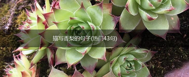 描写香梨的句子(热门43句),第1张