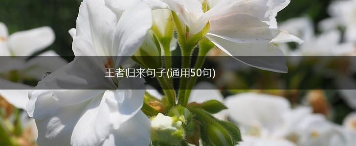 王者归来句子(通用50句),第1张 王者归来句子(通用50句),第1张
