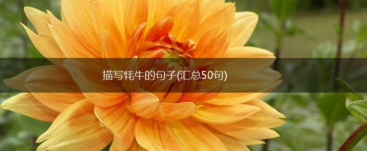 描写牦牛的句子(汇总50句),第1张
