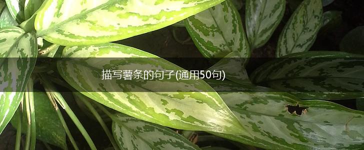 描写薯条的句子(通用50句),第1张