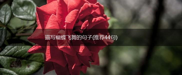 描写蝴蝶飞舞的句子(推荐44句),第1张