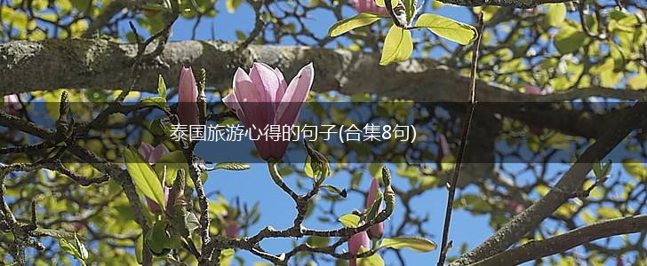 泰国旅游心得的句子(合集8句),第1张 泰国旅游心得的句子(合集8句),第1张