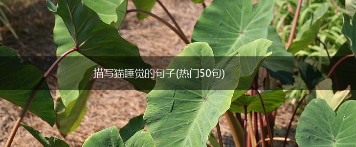 描写猫睡觉的句子(热门50句),第1张