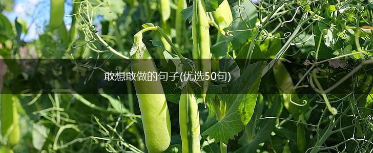 敢想敢做的句子(优选50句),第1张