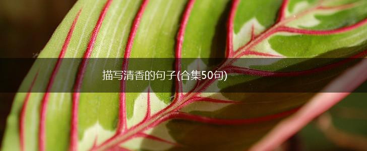 描写清香的句子(合集50句),第1张