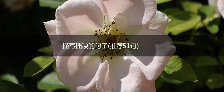 描写插秧的句子(推荐51句),第1张
