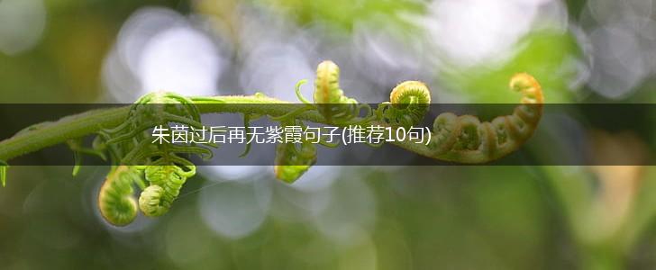 朱茵过后再无紫霞句子(推荐10句),第1张