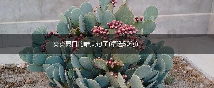 炎炎夏日的唯美句子(精选50句),第1张
