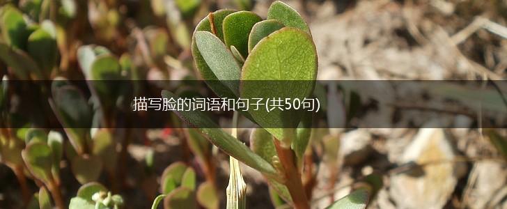 描写脸的词语和句子(共50句),第1张 描写脸的词语和句子(共50句),第1张