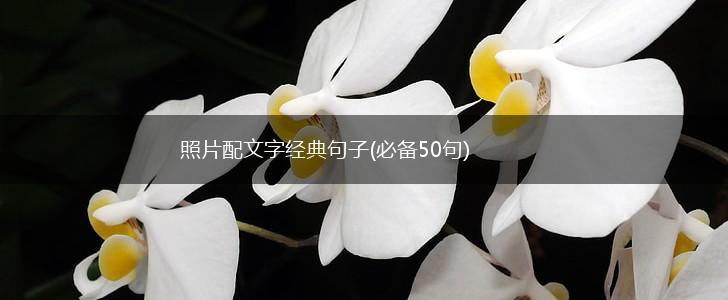 照片配文字经典句子(必备50句),第1张