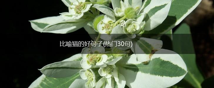 比喻猫的好句子(热门30句),第1张