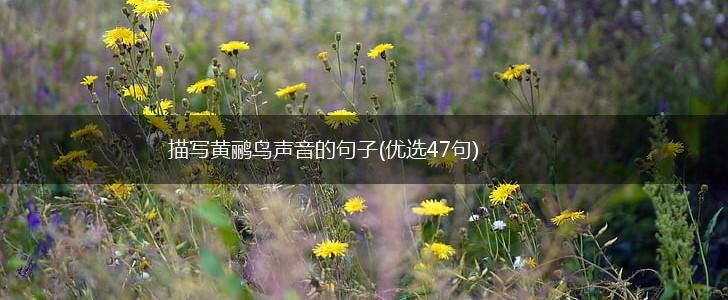 描写黄鹂鸟声音的句子(优选47句),第1张