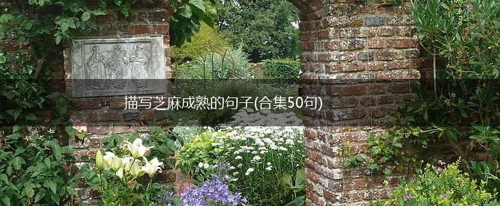 描写芝麻成熟的句子(合集50句),第1张