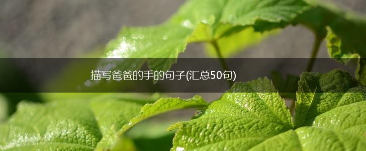 描写爸爸的手的句子(汇总50句),第1张