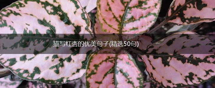描写红杏的优美句子(精选50句),第1张