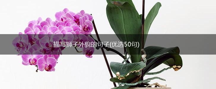 描写狮子外貌的句子(优选50句),第1张