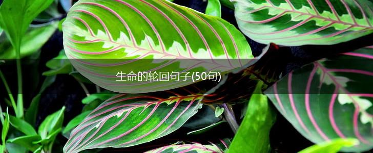 生命的轮回句子(50句),第1张 生命的轮回句子(50句),第1张