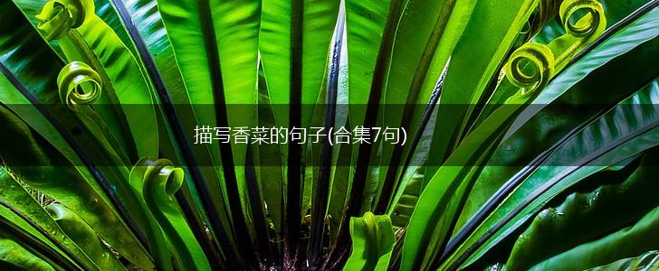 描写香菜的句子(合集7句),第1张