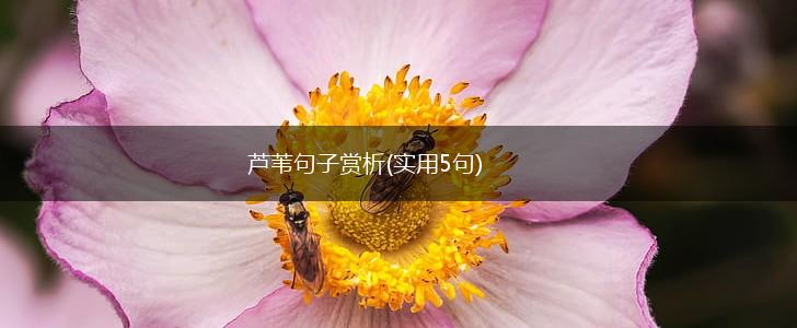 芦苇句子赏析(实用5句),第1张