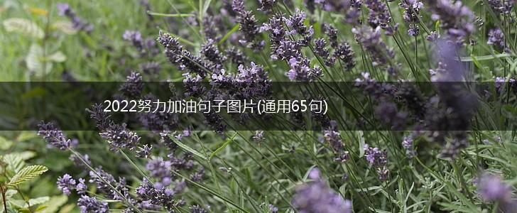 2022努力加油句子图片(通用65句),第1张