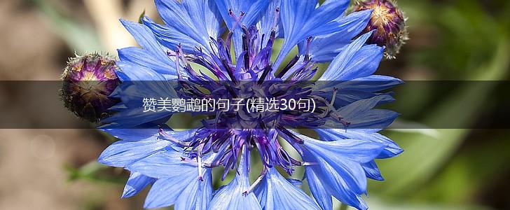 赞美鹦鹉的句子(精选30句),第1张