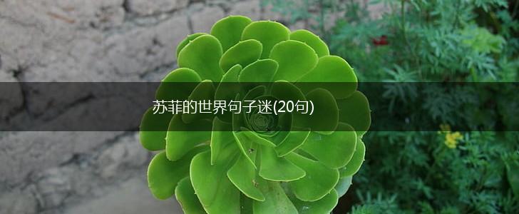 苏菲的世界句子迷(20句),第1张