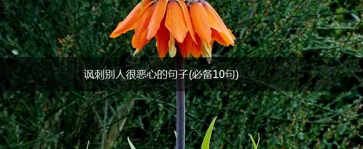 讽刺别人很恶心的句子(必备10句),第1张 讽刺别人很恶心的句子(必备10句),第1张