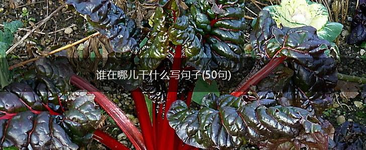 谁在哪儿干什么写句子(50句),第1张