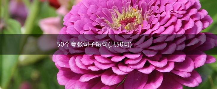 50个夸张句子短句(共50句),第1张