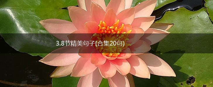 3.8节精美句子(合集20句),第1张 3.8节精美句子(合集20句),第1张