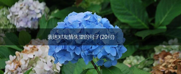 表达对友情失望的句子(20句),第1张