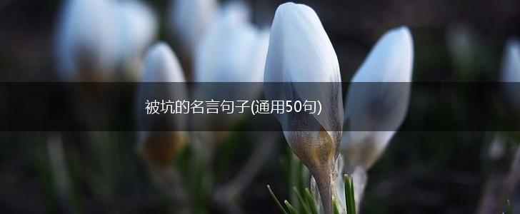 被坑的名言句子(通用50句),第1张