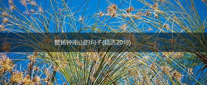 赞扬钟南山的句子(精选20句),第1张