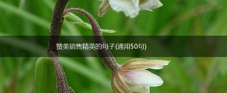 赞美销售精英的句子(通用50句),第1张