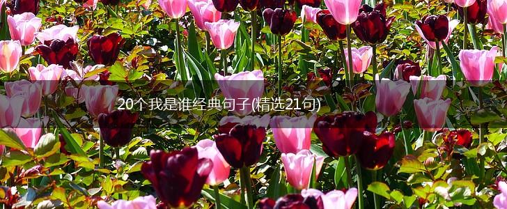 20个我是谁经典句子(精选21句),第1张