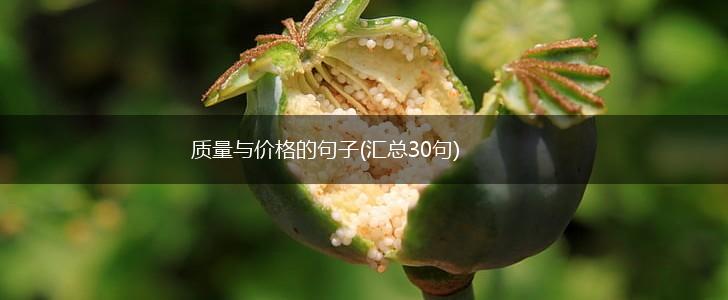 质量与价格的句子(汇总30句),第1张 质量与价格的句子(汇总30句),第1张