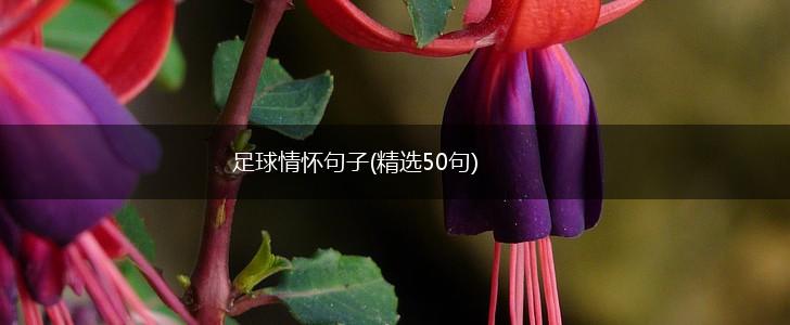 足球情怀句子(精选50句),第1张