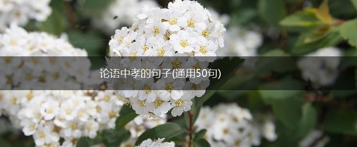 论语中孝的句子(通用50句),第1张
