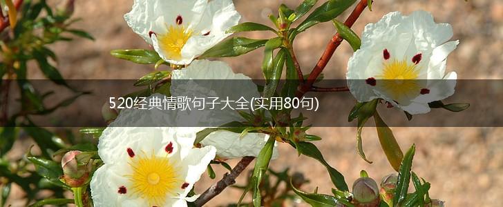 520经典情歌句子大全(实用80句),第1张