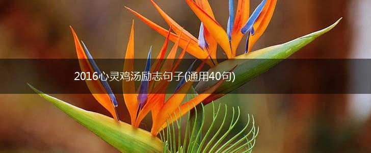 2016心灵鸡汤励志句子(通用40句),第1张