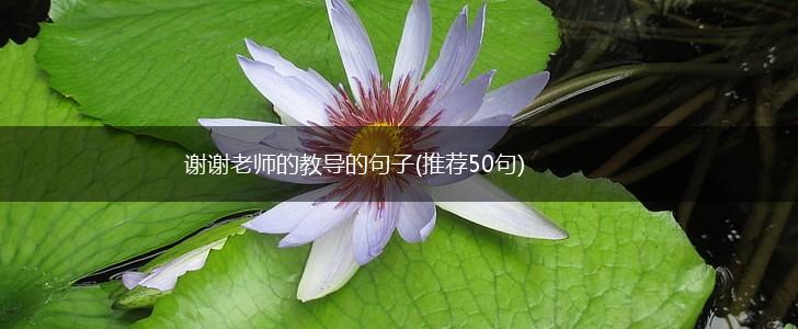 谢谢老师的教导的句子(推荐50句),第1张