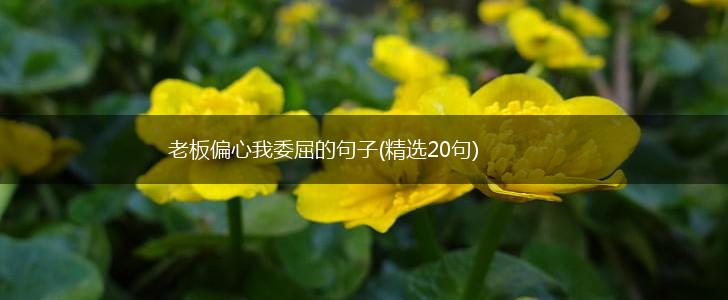 老板偏心我委屈的句子(精选20句),第1张