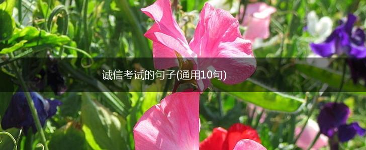 诚信考试的句子(通用10句),第1张